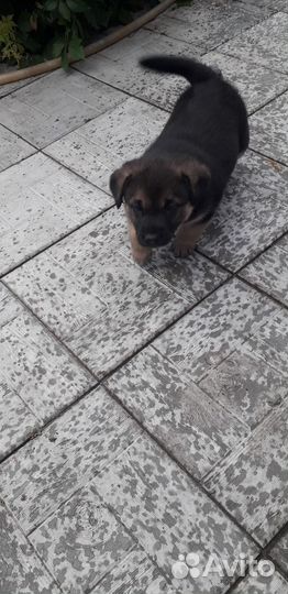 Щенок (мальчик)