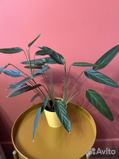 Комнатные растения