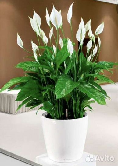 Спатифиллум, каланхоэ идр растения