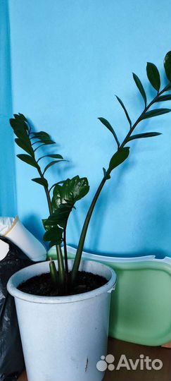 Фикус, замиокулькас