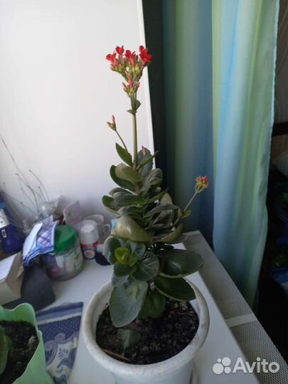 Каланхоэ цветущий