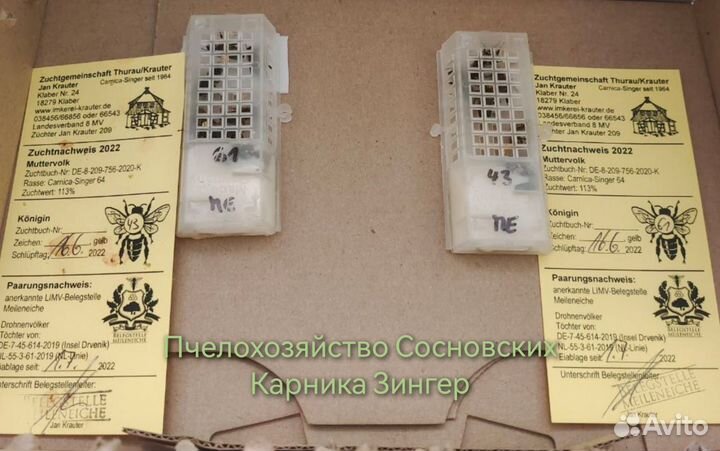 Пчелопакеты Карника, Бакфаст 2025