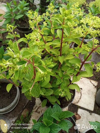 Редкие растения для сада