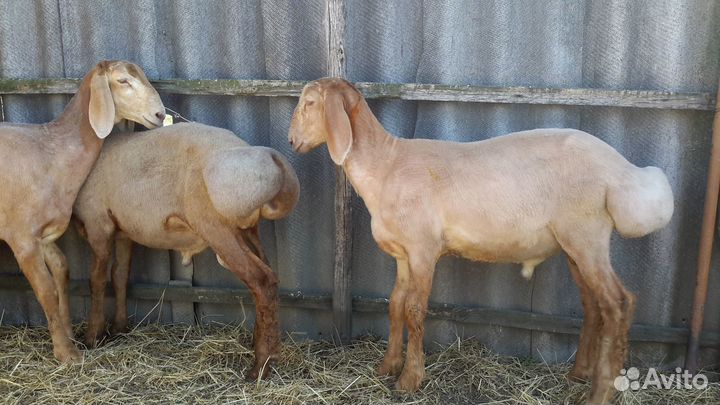 Баранчики Гиссарской породы