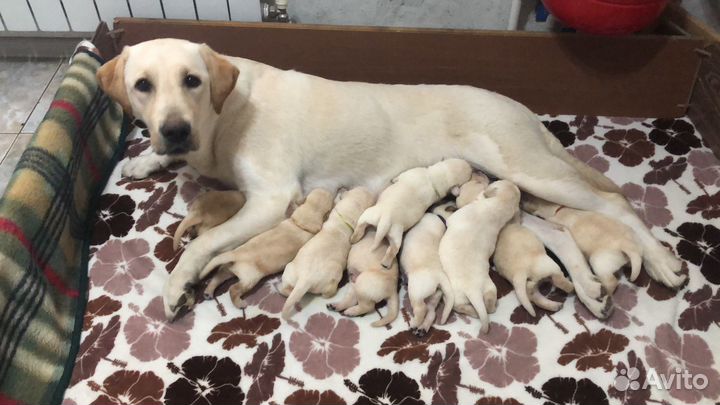 Щенки лабрадора