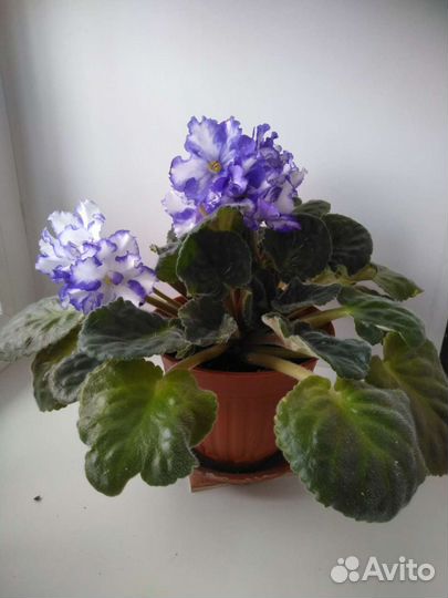 Фиалки, книга о фиалках