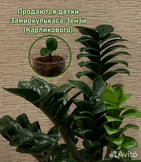 Детки Карликового Замиокулькаса