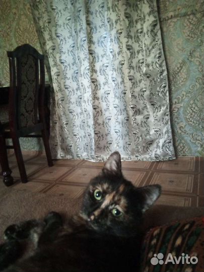 Кошка в дар бесплатно