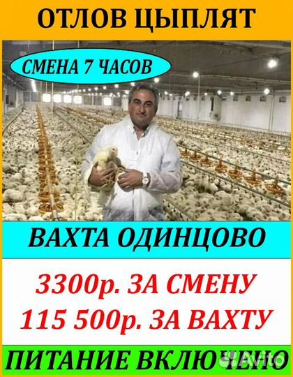 Вахта в Одинцово/Отлов птицы