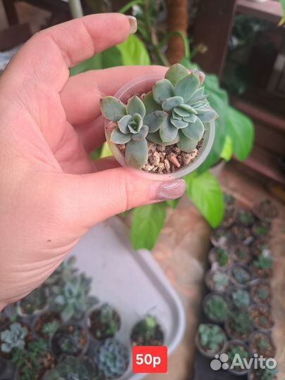 Суккуленты