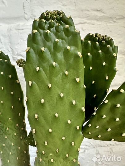 Кактус Опунция