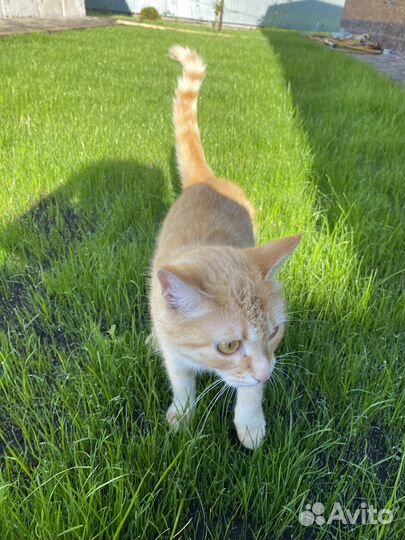 Кошка в дар