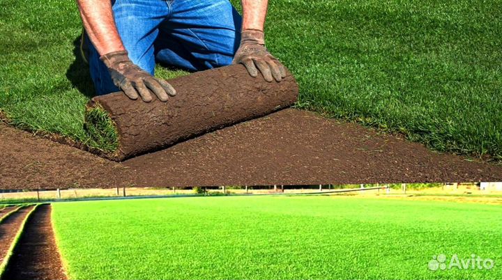 Рулонный газон под ключ