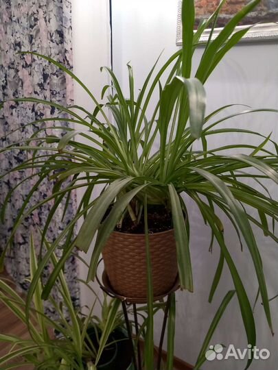 Хлорофитум