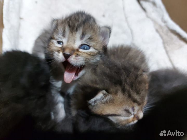 Котята в добрые руки