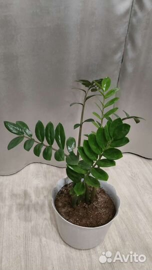 Замиокулькас