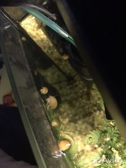 Улитки аквариумные