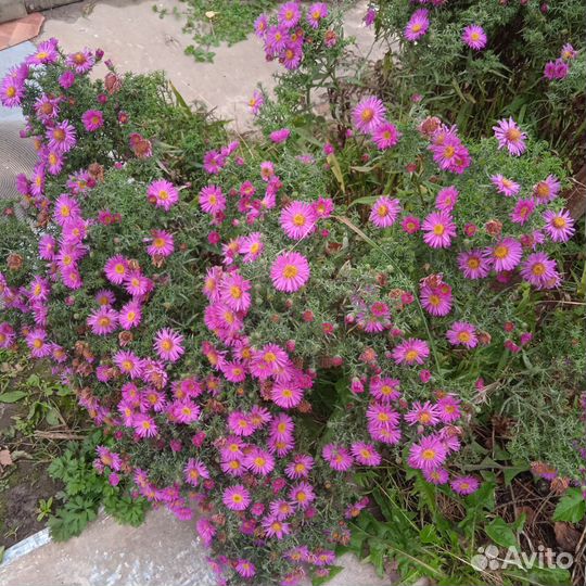 Многолетние цветы и растения