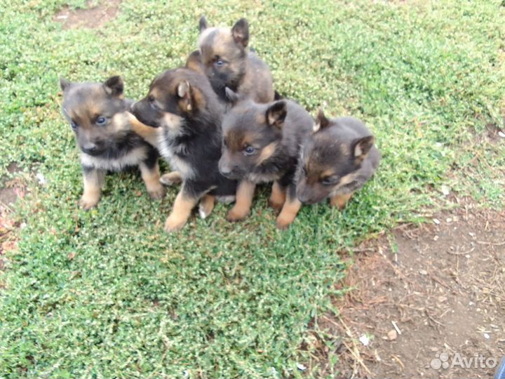 Немецкая овчарка бесплатно в добрые руки