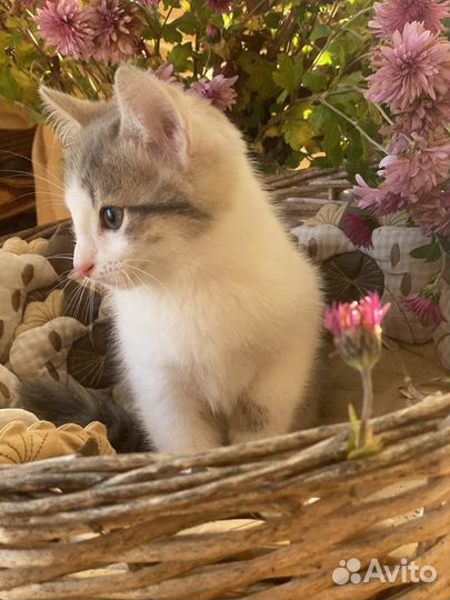 Котик в добрые руки