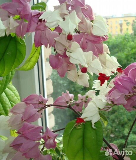 Клеродендрум томпсон