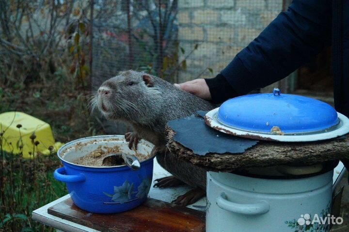 Нутрии самцы и самки