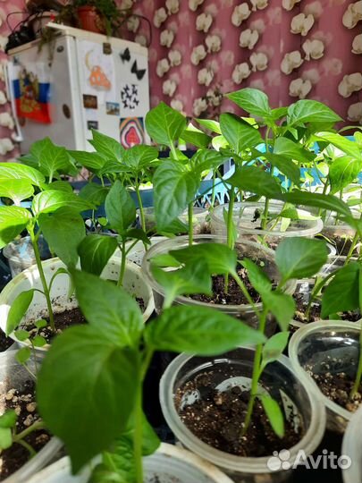 Рассада сладкого перца