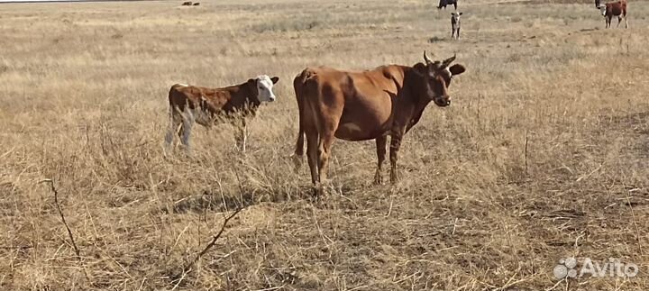 Корова с теленком