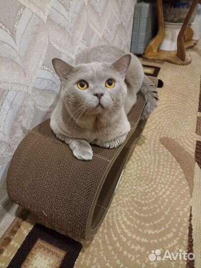 Шотландская