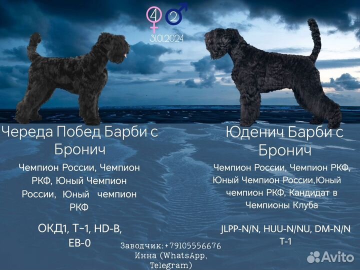 Русский черный терьер щенки