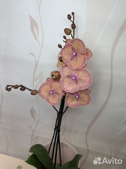 Орхидея фаленопсис