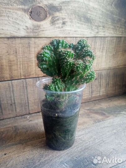 Эписция традесканция пеларгония фиалки