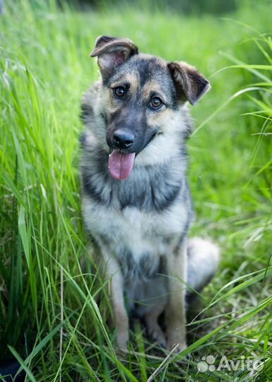 Небольшая собачка в дар