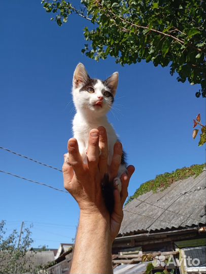 Котята бесплатно