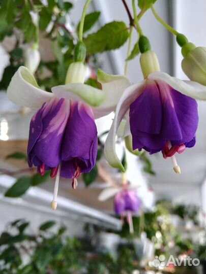 Фуксия разные сорта