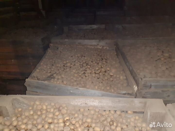 Картофель мелкий на корм