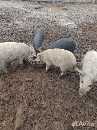 Поросята пуховой мангалицы