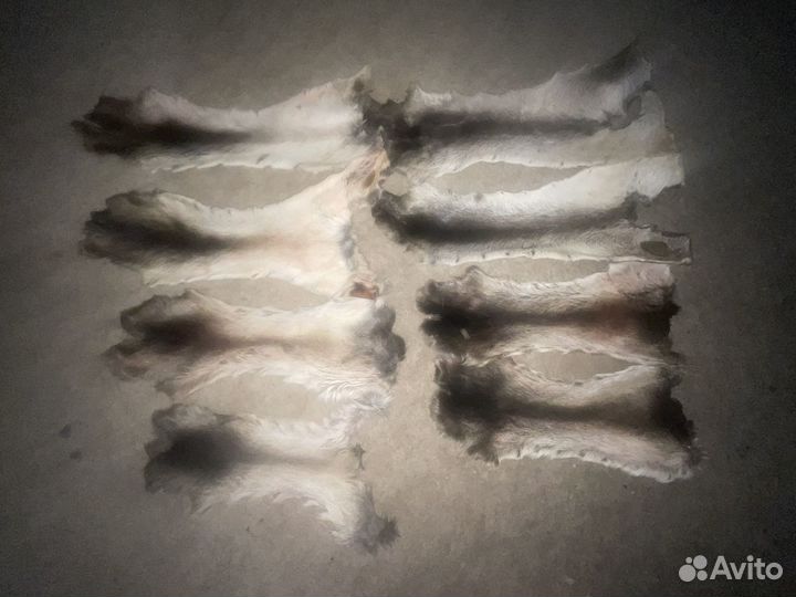 Камус лося