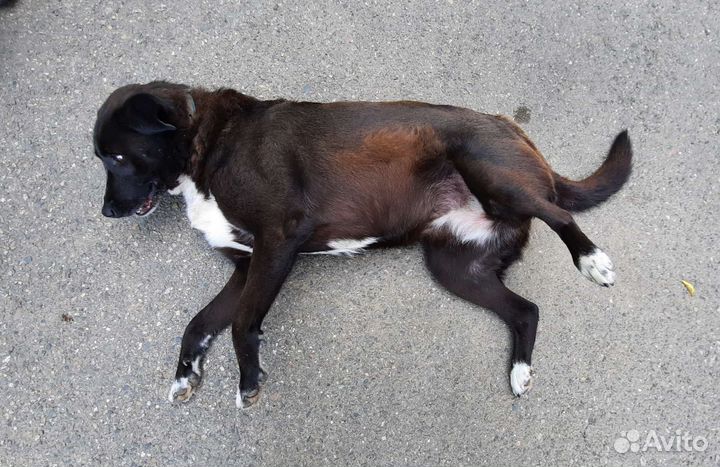 Молодая собака Дина в добрые руки