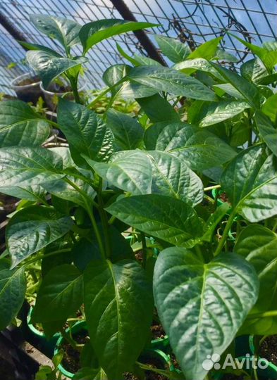 Рассада овощей Голландия и Россия