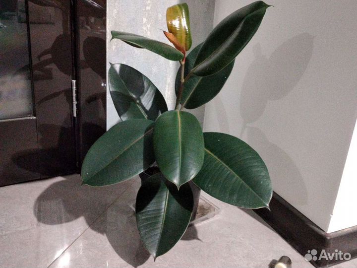 Фикус, белизе,тинекэ,лирато бамбино