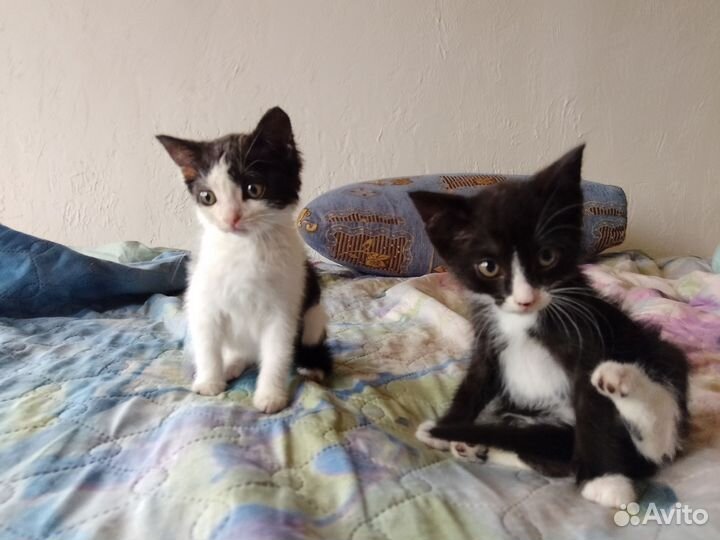Кошки