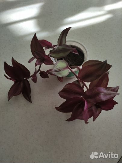 Традесканции