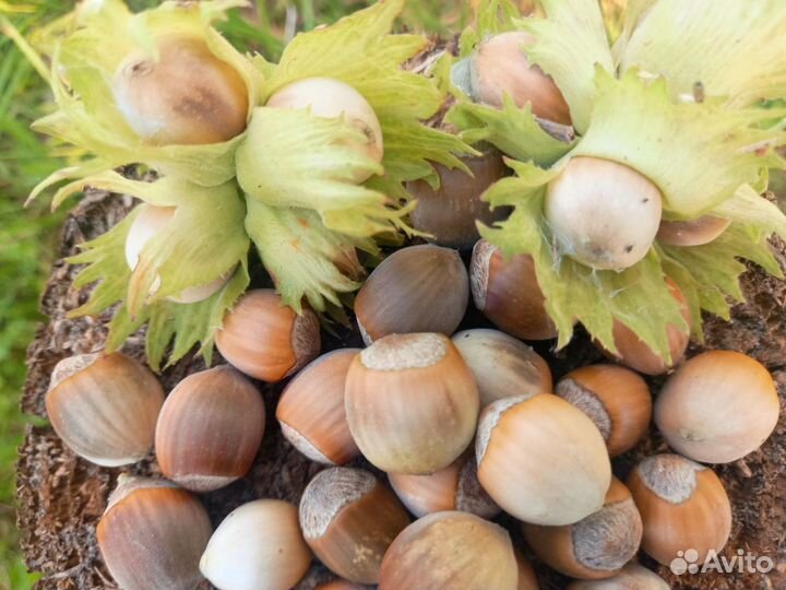 Семена коллекционные