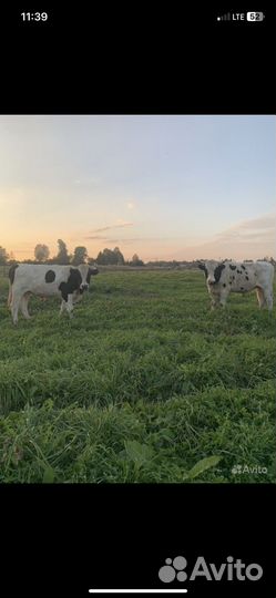 Продам быков