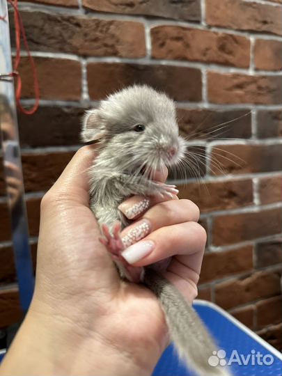 Передержка домашних животных