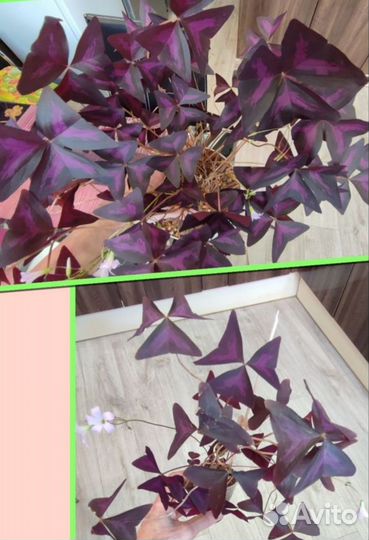 Комнатные цветы.Оксалис,гибискус,циперус