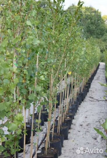 Тополь пирамидальный