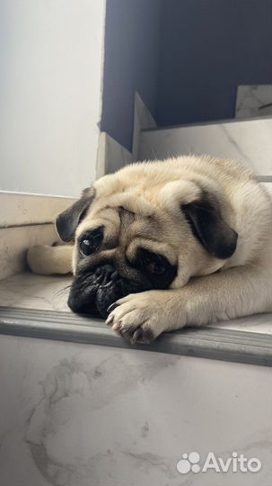Мопс вязка мальчик
