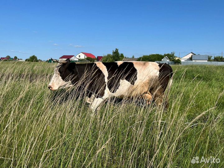 Корова дойная